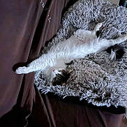 Dobby participe au concours pour gagner de l'argent avec cette photo : cat, feline, pet, fluffy, relaxing, sleeping, couch, blanket, indoor, cozy, fur, whiskers, paw, resting, living_room, domestic_animal, comfort, stretched_out, cute, nap