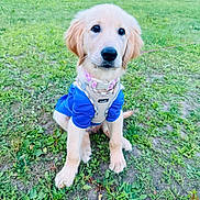 Scuba joined the competition — help win amazing prizes! golden_retriever, puppy, dog, blue_shirt, harness, grass, outdoor, pet, canine, animal, cute, young, leash, sitting, nature, greenery, field, fur, adorable, looking_up