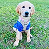 golden_retriever, puppy, dog, blue_shirt, harness, grass, outdoor, pet, canine, animal, cute, young, leash, sitting, nature, greenery, field, fur, adorable, looking_up