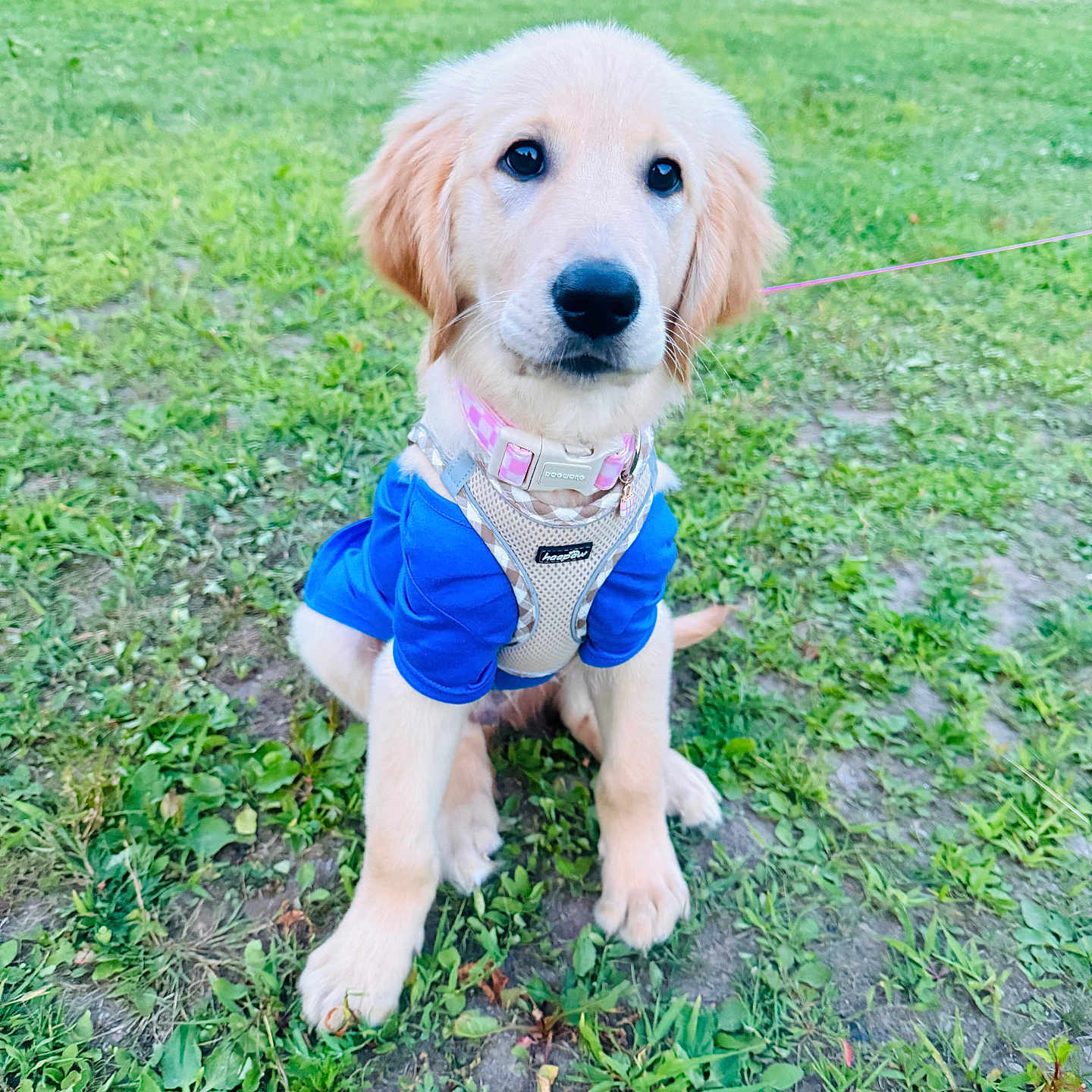 Scuba joined the competition — help win amazing prizes! golden_retriever, puppy, dog, blue_shirt, harness, grass, outdoor, pet, canine, animal, cute, young, leash, sitting, nature, greenery, field, fur, adorable, looking_up