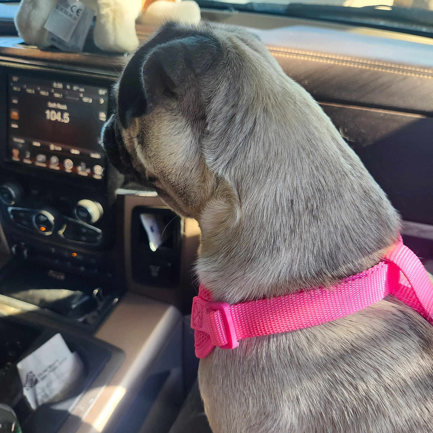 Gypsy joined the competition — help win amazing prizes! animal, car_interior, dashboard, daylight, dog, fur, leather, looking_away, passenger_seat, pet, pink_harness, pug, radio, seat, seatbelt, stuffed_animal, sunlight, toy, vehicle, window