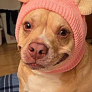 Molly is registered to the contest to win money with this photo: dog, pink_hat, knit_hat, indoor, pet, cute, animal, face, ears, smiling, brown_dog, canine, portrait, cozy, plaid, fabric, domestic_animal, closeup, headwear, funny