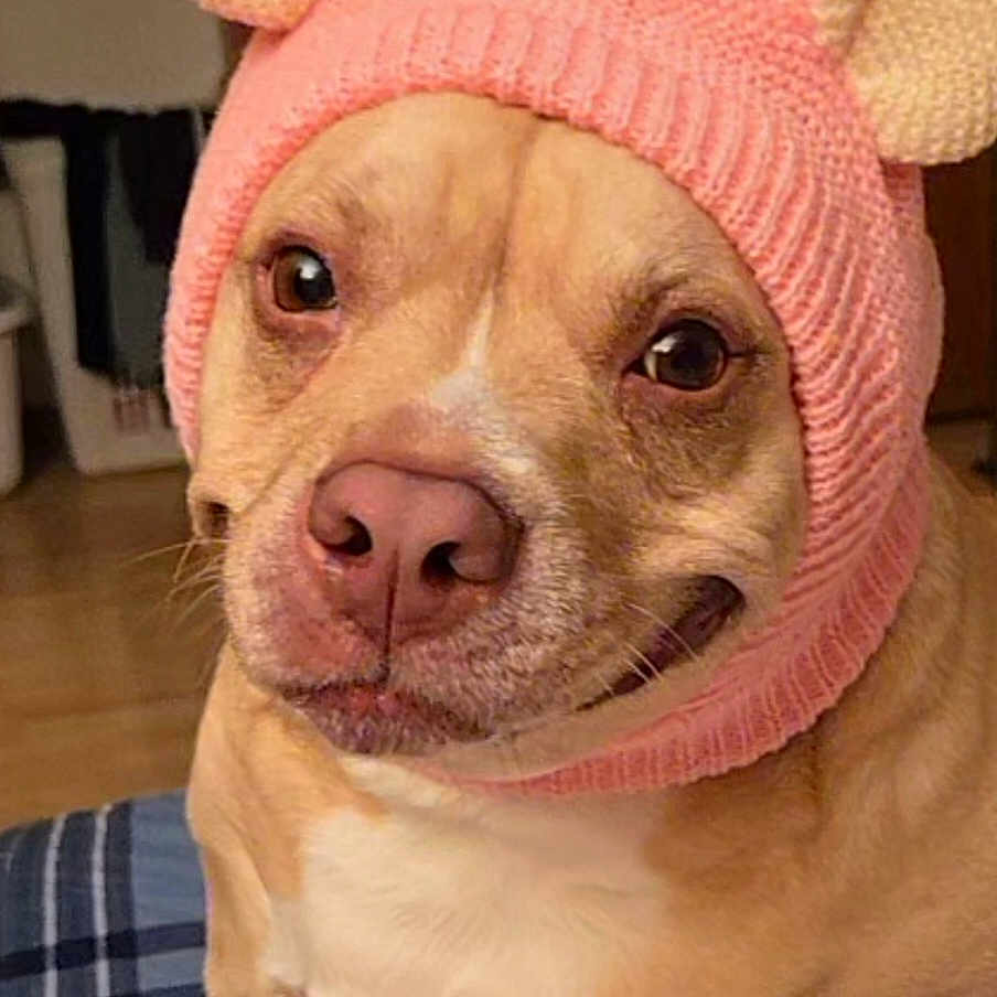Molly is registered to the contest to win money with this photo: animal, brown_dog, canine, closeup, cozy, cute, dog, domestic_animal, ears, fabric, face, funny, headwear, indoor, knit_hat, pet, pink_hat, plaid, portrait, smiling