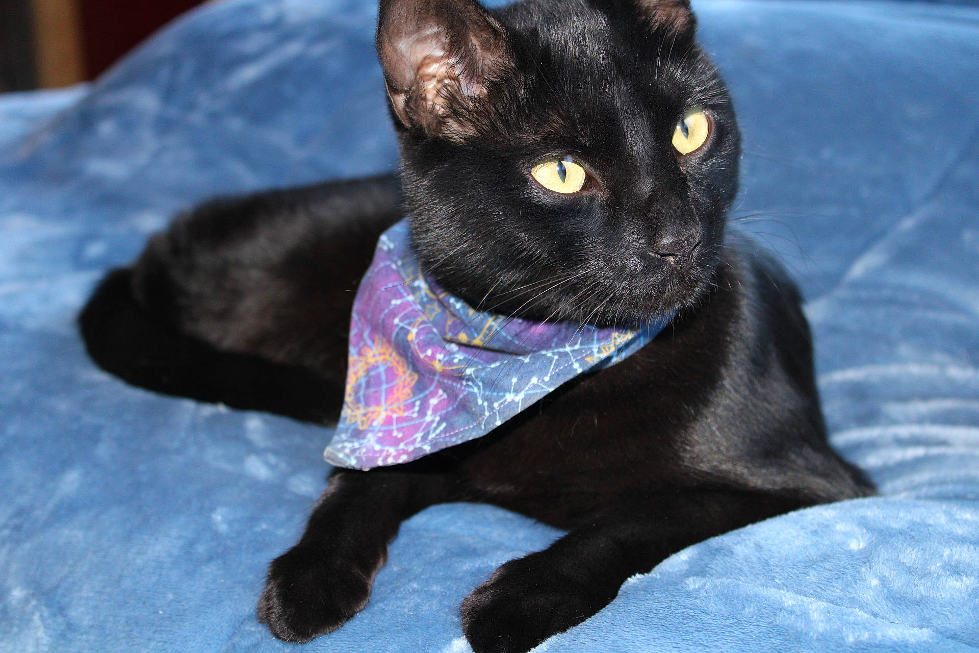 Grimm is registered to the contest to win money with this photo: asian, black, black_cat, bombay, burmese, carnivore, cat, domestic_short_haired_cat, eye, felidae, havana_brown, korat, mammal, small_to_medium_sized_cats, snout, whiskers