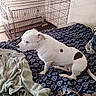 dog, bed, blanket, crate, indoor, sleepy, white_dog, black_spots, patterned_bedspread, fabric, furniture, resting, pet, canine, wire_crate, shadow, wall, floor, cozy, home