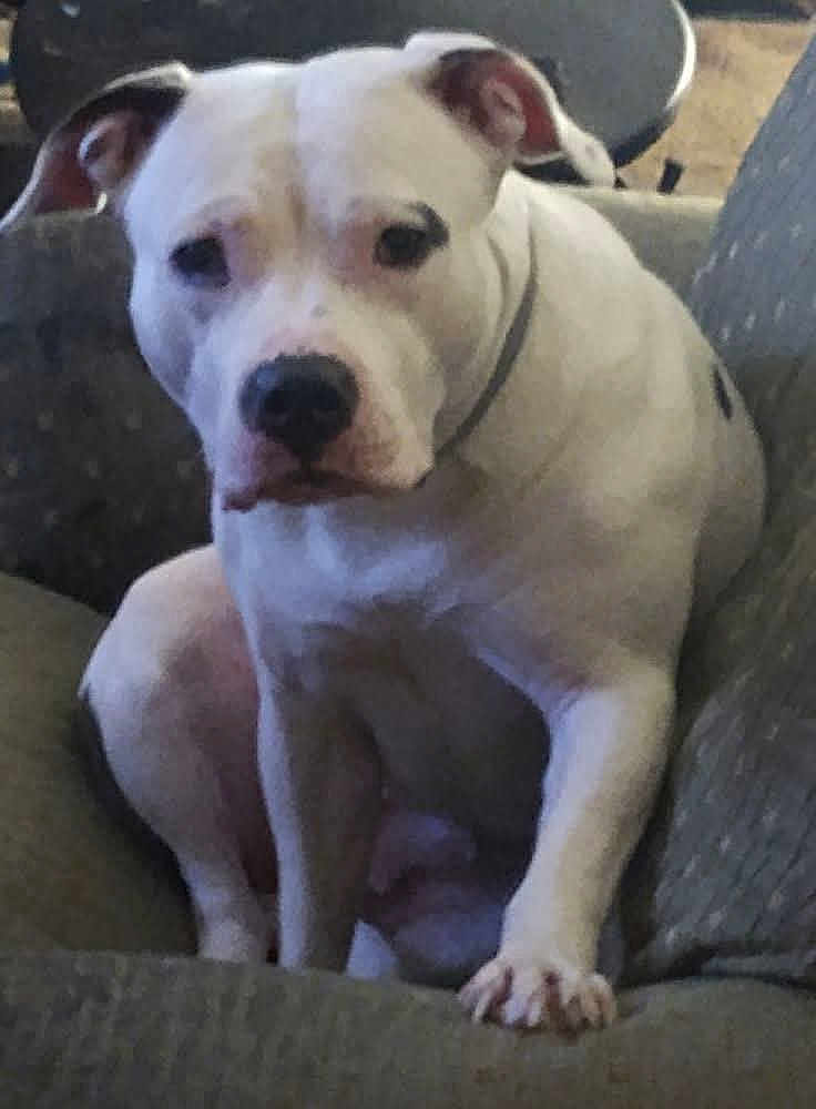 Izzie is registered to the contest to win money with this photo: dog, white_dog, pet, indoor, couch, furniture, animal, canine, sitting, looking, ears, paw, collar, black_markings, face, snout, expression, domestic, household, blurred_background