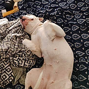 Izzie is registered to the contest to win money with this photo: dog, white_dog, lying_down, blanket, patterned_blanket, dog_bones, resting, relaxed, indoor, pet, canine, sleepy, cozy, comfort, fur, paw, animal, cute, domestic_animal, snout