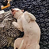 dog, white_dog, lying_down, blanket, patterned_blanket, dog_bones, resting, relaxed, indoor, pet, canine, sleepy, cozy, comfort, fur, paw, animal, cute, domestic_animal, snout