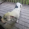 animal, black_spots, blurred_head, canine, close_up, daylight, dog, domestic_animal, fence, greenery, looking_down, nature, outdoor, pet, porch, side_view, standing, white_dog, wooden_floor, wooden_railings