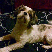 Gimzo joined the competition — help win amazing prizes!