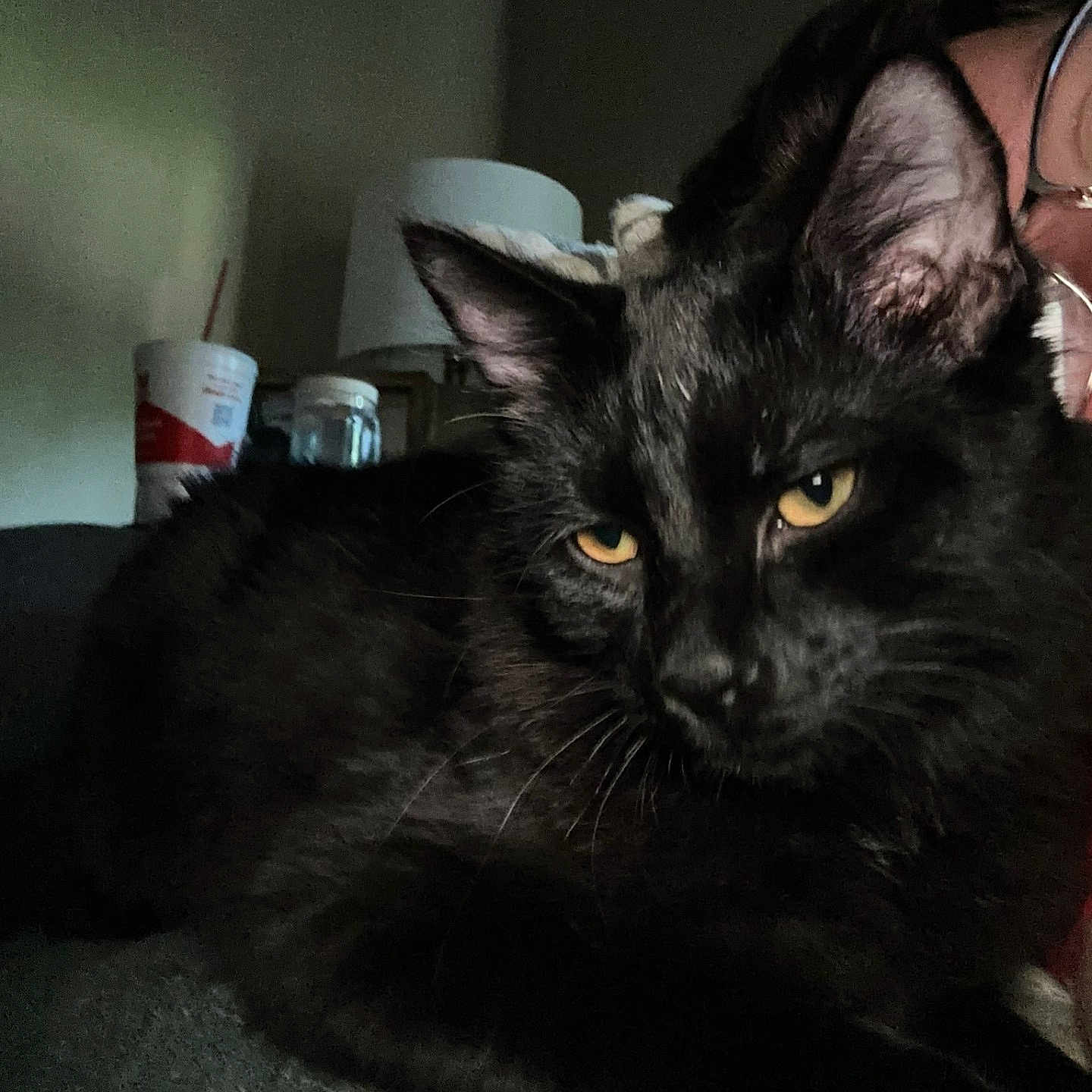 Milo