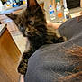 kitten, black_cat, feline, pet, indoor, kitchen, person, holding, curious, fur, claws, closeup, cute, animal, young, whiskers, domestic_cat, mammal, face, eyes