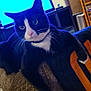 cat, tuxedo_cat, couch, armrest, living_room, television, stop_sign, bookshelf, carpet, whiskers, black_and_white, pet, feline, indoor, furniture, curious, relaxed, wide_eyes, home, collar