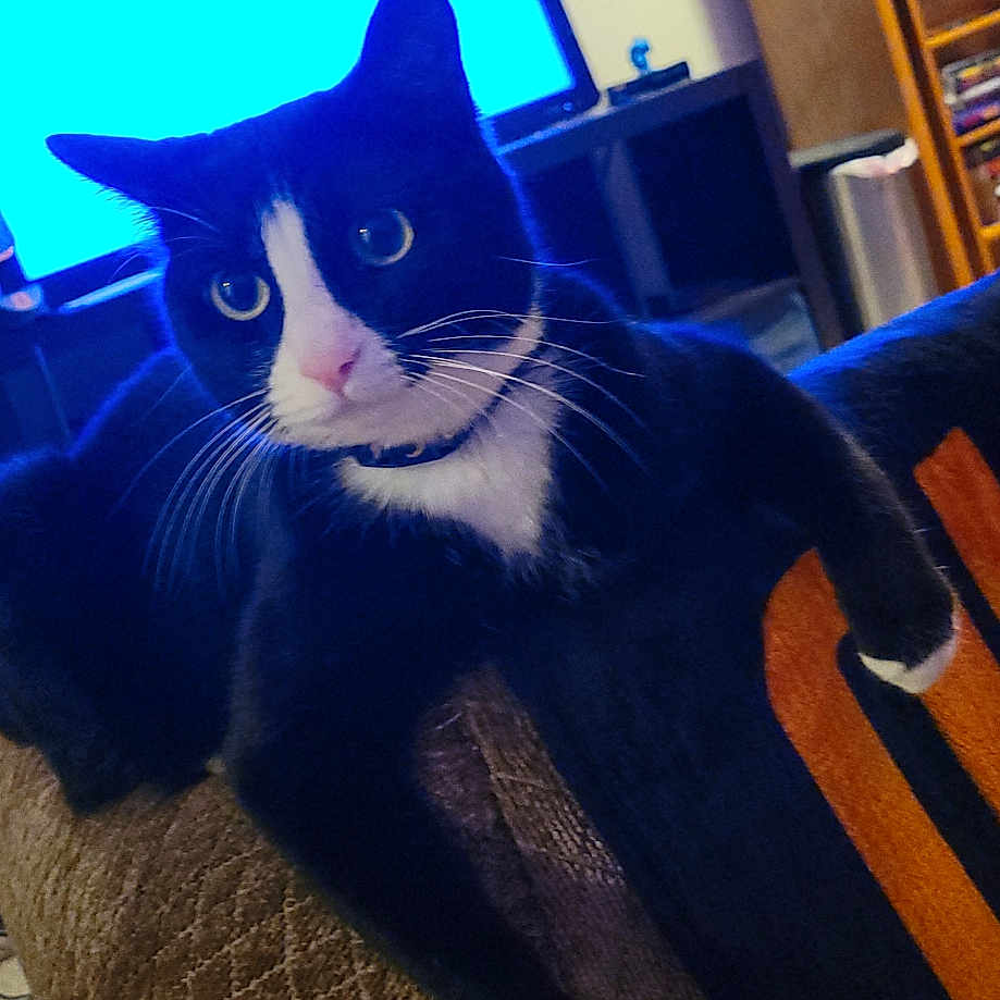 Mia is registered to the contest to win money with this photo: armrest, black_and_white, bookshelf, carpet, cat, collar, couch, curious, feline, furniture, home, indoor, living_room, pet, relaxed, stop_sign, television, tuxedo_cat, whiskers, wide_eyes