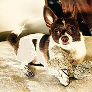 Cocoa is registered to the contest to win money with this photo: animal, blanket, brown_and_white, companion, cute, dog, ears, eyes, floor, fur, indoor, looking_at_camera, lying_down, paw, pet, playful, small_dog, soft_texture, stuffed_animal, toy