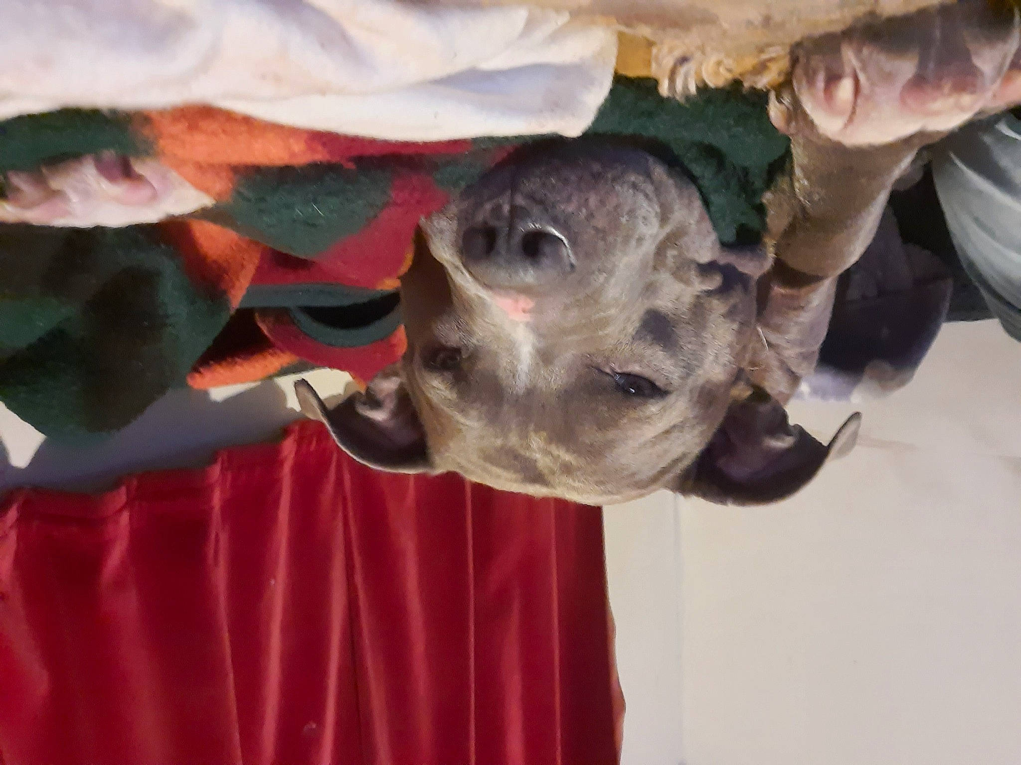 Shelby joined the competition — help win amazing prizes! canidae, curtain, dog_breed, event, fawn, fun, fur, gesture, snout, sporting_group, working_animal, wrinkle