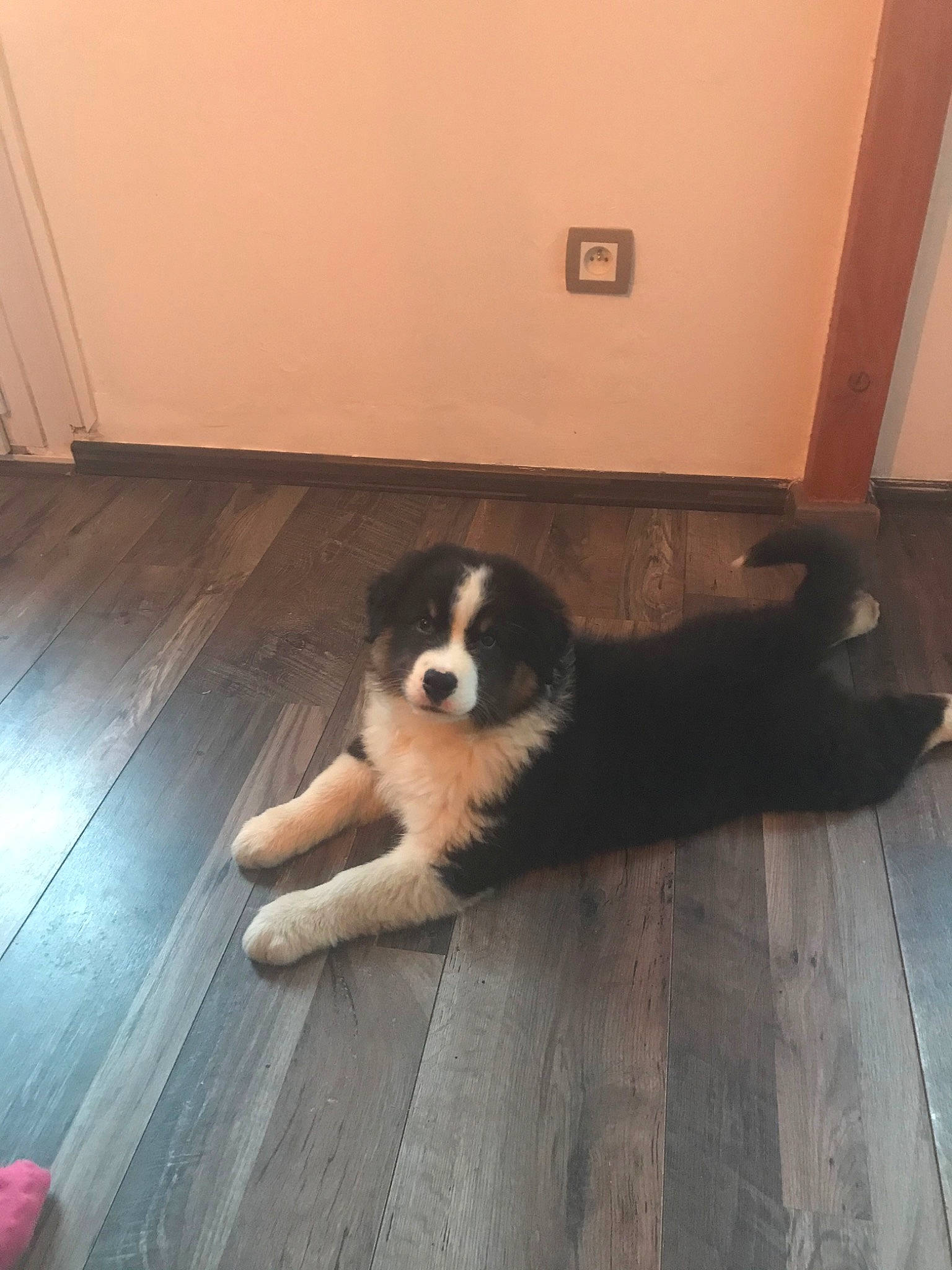 Rio a rejoint le concours — aidez-le/la à gagner de superbes lots ! bernese_mountain_dog, border_collie, bucovina_shepherd_dog, canidae, carnivore, companion_dog, dog, dog_breed, english_shepherd, karakachan_dog, mammal, mucuchies, sporting_group, tornjak, vertebrate, working_dog