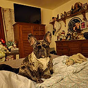 Ladybug is registered to the contest to win money with this photo: animal, bed, blanket, brindle_coat, cozy, curtains, dog, dresser, ears, face, french_bulldog, home, indoor, pet, plush_toy, room, shelf, stuffed_animal, television, wooden_furniture