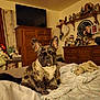animal, bed, blanket, brindle_coat, cozy, curtains, dog, dresser, ears, face, french_bulldog, home, indoor, pet, plush_toy, room, shelf, stuffed_animal, television, wooden_furniture