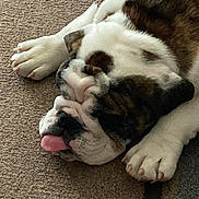 Hooch is registered to the contest to win money with this photo: bulldog, dog, sleeping, tongue_out, wrinkles, paws, carpet, indoor, pet, animal, resting, cute, mammal, fur, face, closeup, relaxing, companion, domestic, canine