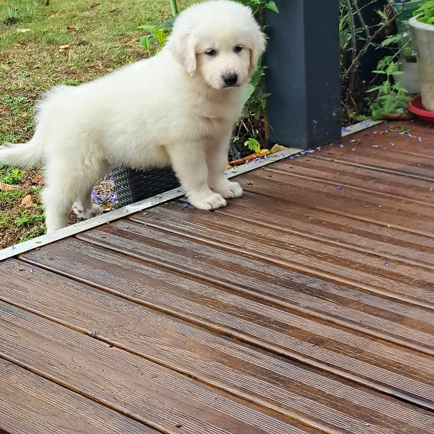 Volt a rejoint le concours — aidez-le/la à gagner de superbes lots ! animal, architecture, boardwalk, bridge, building, canine, deck, dog, eskimodog, hardwood, house, housing, path, pet, plant, porch, pottedplant, puppy, walkway, wood