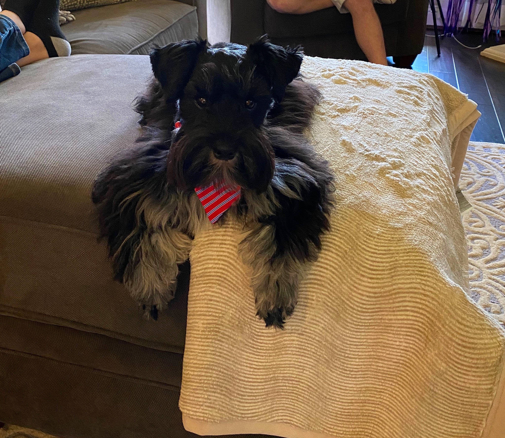 Zeus joined the competition — help win amazing prizes! affenpinscher, canidae, carnivore, cesky_terrier, companion_dog, dog, dog_breed, ear, giant_schnauzer, mammal, miniature_schnauzer, puppy, schnauzer, schnoodle, scottish_terrier, small_terrier, snout, sporting_group, standard_schnauzer, terrier