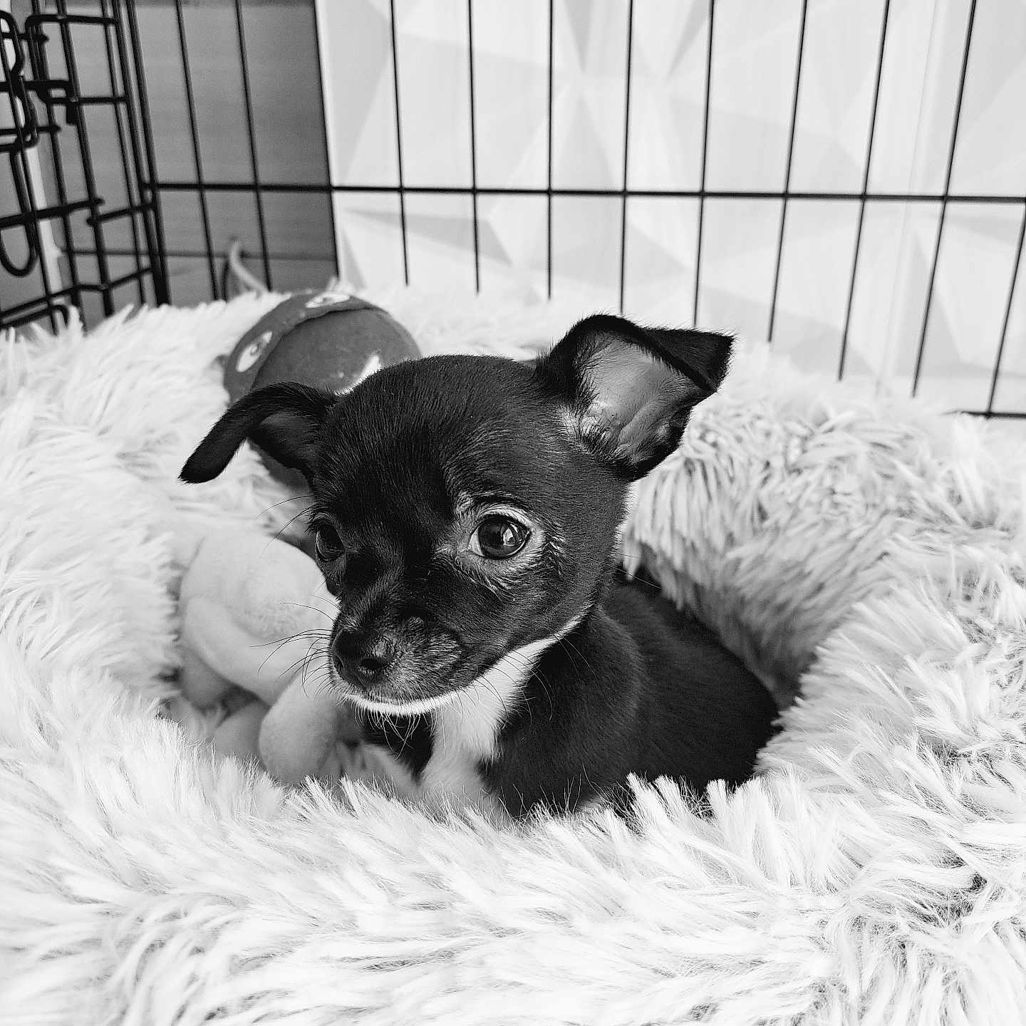 Volt participe au concours pour gagner de l'argent avec cette photo : adorable, animal, black_and_white, canine, close_up, companion, crate, curious, cute, dog, domestic_animal, fluffy_bed, fur, indoor, pet, puppy, resting, small_dog, soft_texture, young