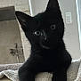 black_cat, kitten, pet, indoor, towel, couch, furniture, curious, animal, mammal, face, ears, whiskers, eyes, portrait, domestic_cat, relaxing, home, cute, feline