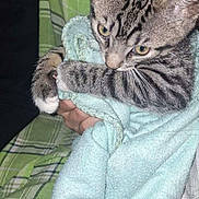 Ozzy joined the competition — help win amazing prizes! kitten, cat, tabby, towel, hand, green_plaid, plaid_pants, pet, animal, cute, young_cat, soft_texture, indoor, person, holding, fur, striped, small, curious, resting