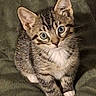 kitten, cat, tabby, pet, animal, cute, feline, indoor, cushion, green, white_paws, curious, young, small, ears, whiskers, fur, sitting, looking, cozy