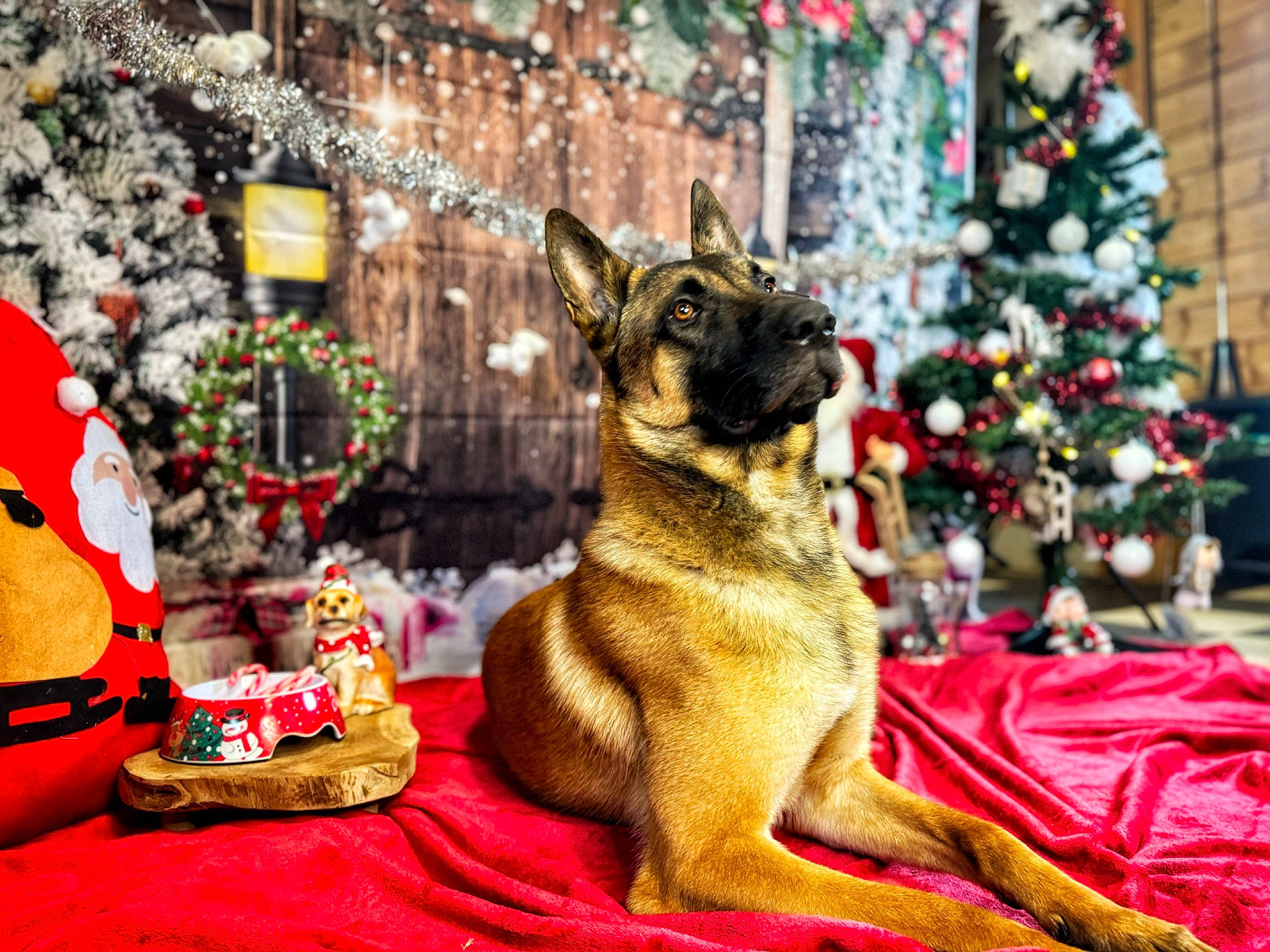 Tounsy participe au concours pour gagner de l'argent avec cette photo : carnivore, christmas, christmas_decoration, christmas_ornament, christmas_tree, companion_dog, dog, dog_breed, event, evergreen, fawn, fur, german_shepherd_dog, holiday, king_shepherd, ornament, plant, snout, sporting_group, tree