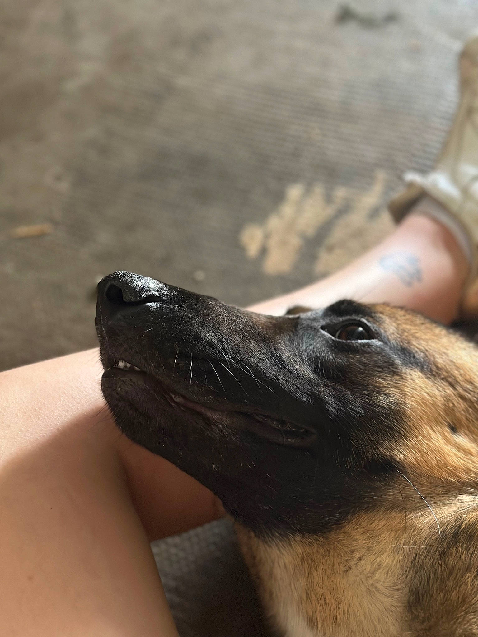 Tounsy a rejoint le concours — aidez-le/la à gagner de superbes lots ! canidae, carnivore, companion_dog, dog, dog_breed, dress, fawn, foot, fur, guard_dog, human_leg, liver, paw, snout, sporting_group, street_dog, terrestrial_animal, whiskers, wood, working_animal