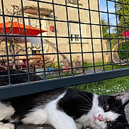 Natacha Klaus participe au concours pour gagner de l'argent avec cette photo : cat, black_and_white, animal, pet, fence, concrete, outdoor, relaxed, lying_down, face, window, building, garden, grass, daylight, sunny, nature, home, resting, whiskers