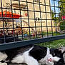 cat, black_and_white, animal, pet, fence, concrete, outdoor, relaxed, lying_down, face, window, building, garden, grass, daylight, sunny, nature, home, resting, whiskers