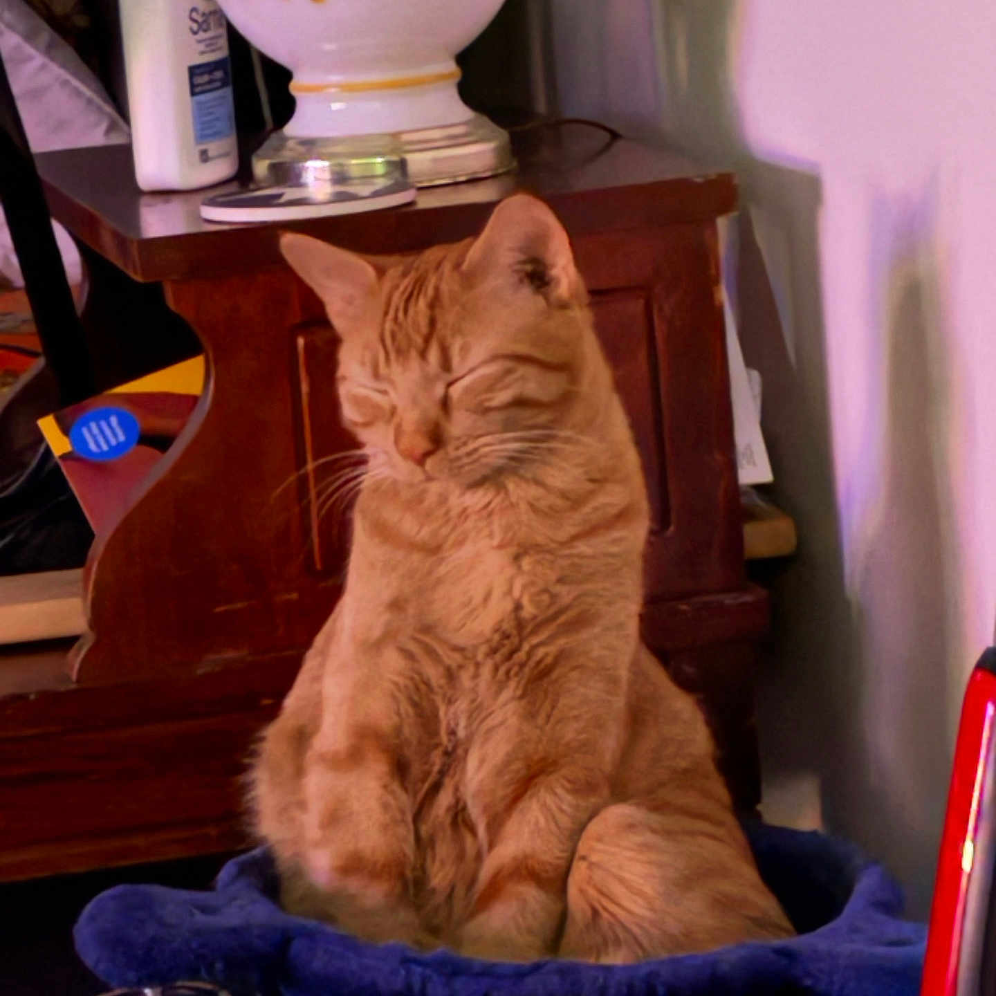 Milo joined the competition — help win amazing prizes! abyssinian, animal, architecture, building, cat, chair, couch, furniture, hardwood, indoors, kitten, livingroom, manx, pet, plant, plywood, pottedplant, pottery, room, wood