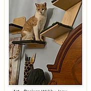 Joey Aka Jojo joined the competition — help win amazing prizes! cat, orange_cat, white_cat, pet, indoor, furniture, wood, shelf, wall_mount, giraffe_decoration, animal, cute, domestic_cat, feline, household, perched, resting, brown, beige, living_room