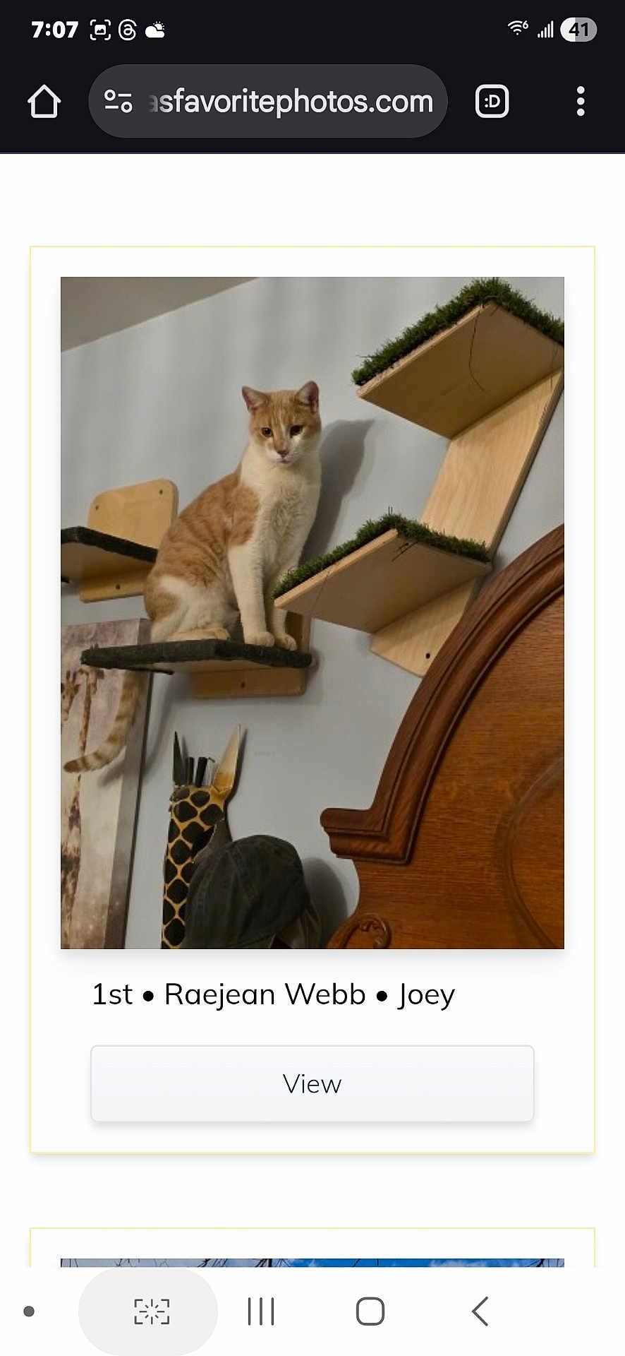Joey Aka Jojo joined the competition — help win amazing prizes! cat, orange_cat, white_cat, pet, indoor, furniture, wood, shelf, wall_mount, giraffe_decoration, animal, cute, domestic_cat, feline, household, perched, resting, brown, beige, living_room