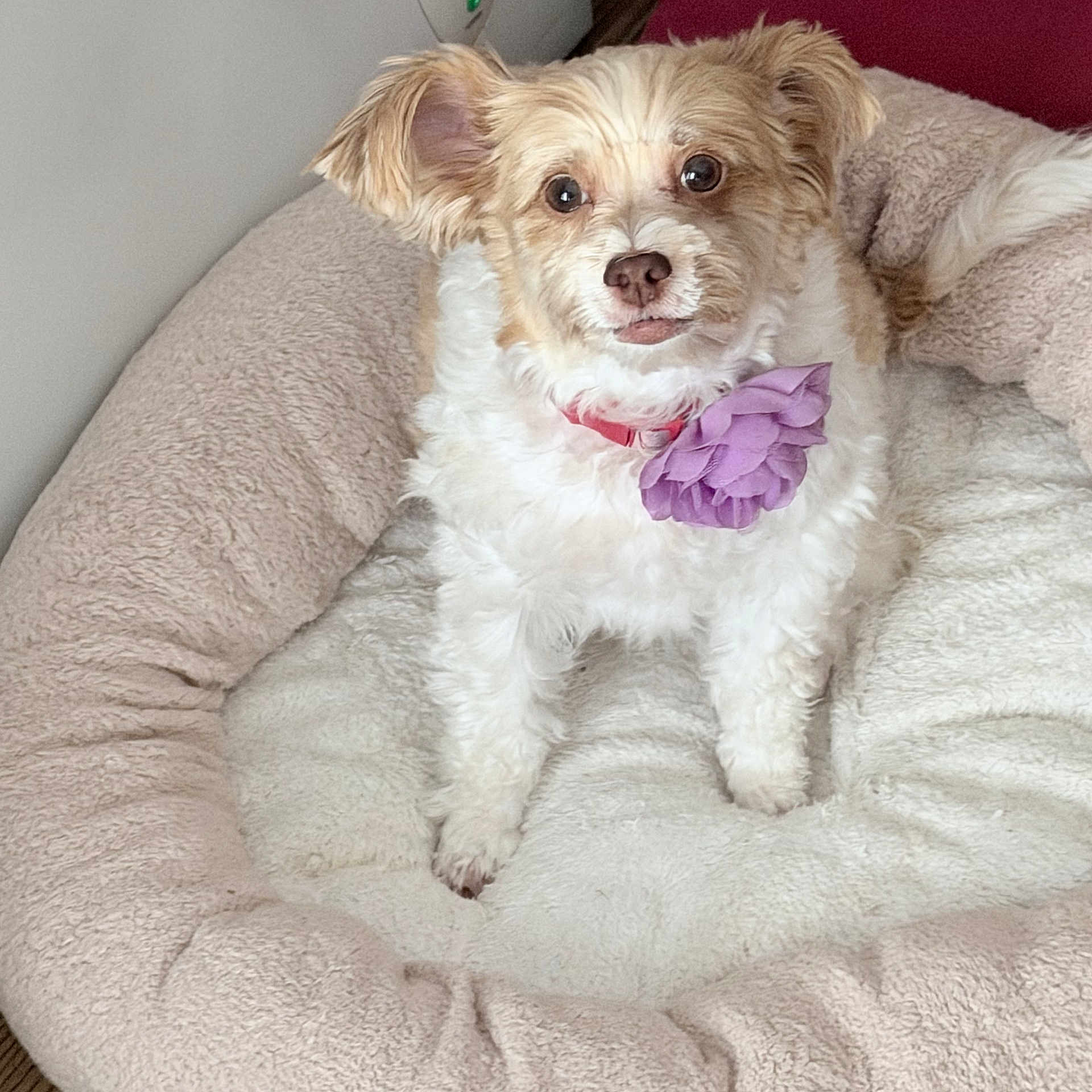 Woobie joined the competition — help win amazing prizes! animal, attentive, brown_and_white, canine, collar, companion, cozy, cute, dog, dog_bed, domestic, flower_accessory, fluffy_fur, furry, indoor, looking_at_camera, pet, plush_bed, resting, small_dog