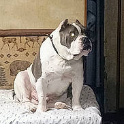 Mister joined the competition — help win amazing prizes! dog, bulldog, pet, animal, sitting, indoors, bed, bedding, blanket, curtains, bedroom, portrait, white_dog, gray_patches, collar, alert, flash_eyes, cozy, home, furniture