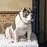 dog, bulldog, pet, animal, sitting, indoors, bed, bedding, blanket, curtains, bedroom, portrait, white_dog, gray_patches, collar, alert, flash_eyes, cozy, home, furniture
