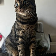 Potter participe au concours pour gagner de l'argent avec cette photo : animal, blurred_background, cat, closeup, curious, cute, decor, domestic_cat, ears, eyes, feline, furry, indoor, lightbulb_terrarium, pet, sitting, striped, tabby, whiskers, wooden_surface