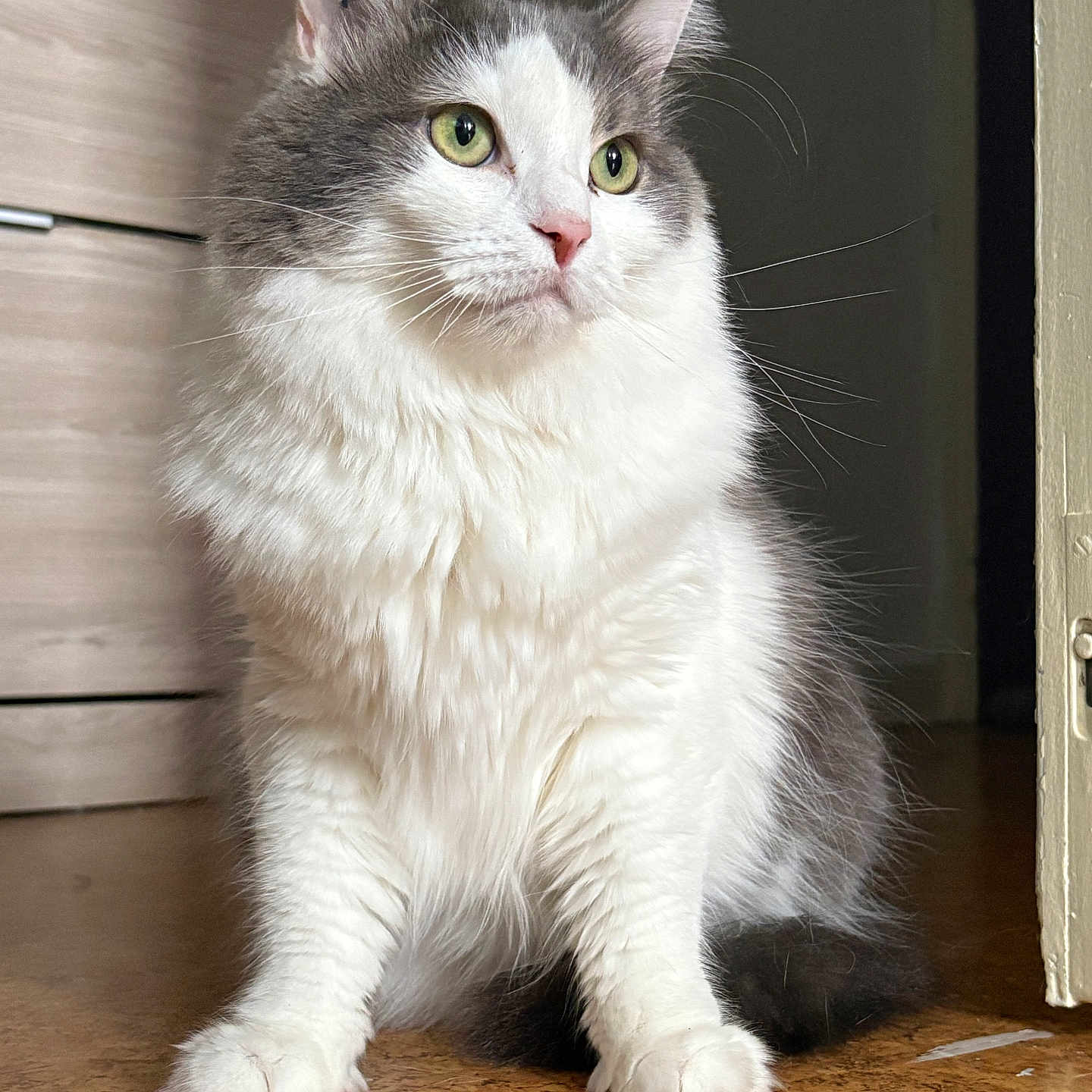 Praline