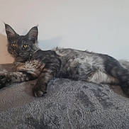 Venus a rejoint le concours — aidez-le/la à gagner de superbes lots ! cat, feline, pet, animal, fur, relaxed, lying_down, ears, eyes, gray, soft, blanket, indoor, long_hair, whiskers, mammal, cute, resting, domestic_cat, tufted_ears