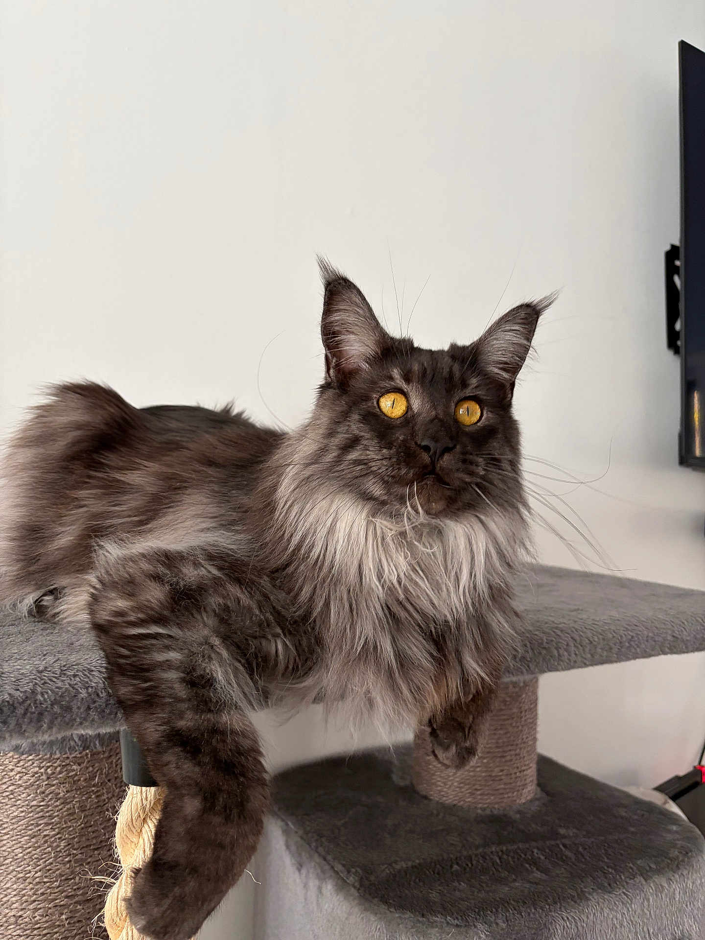 Venus participe au concours pour gagner de l'argent avec cette photo : cat, long_hair, gray_cat, golden_eyes, pet, feline, indoor, cat_tree, scratching_post, relaxing, fluffy, whiskers, cute, animal, mammal, domestic_animal, resting, portrait, side_view, house