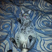 Spaz is registered to the contest to win money with this photo: cat, tabby, lying_down, bed, blanket, patterned_blanket, indoor, pet, animal, fur, whiskers, paws, tail, playful, cute, domestic_cat, tongue_out, wide_eyes, resting, striped