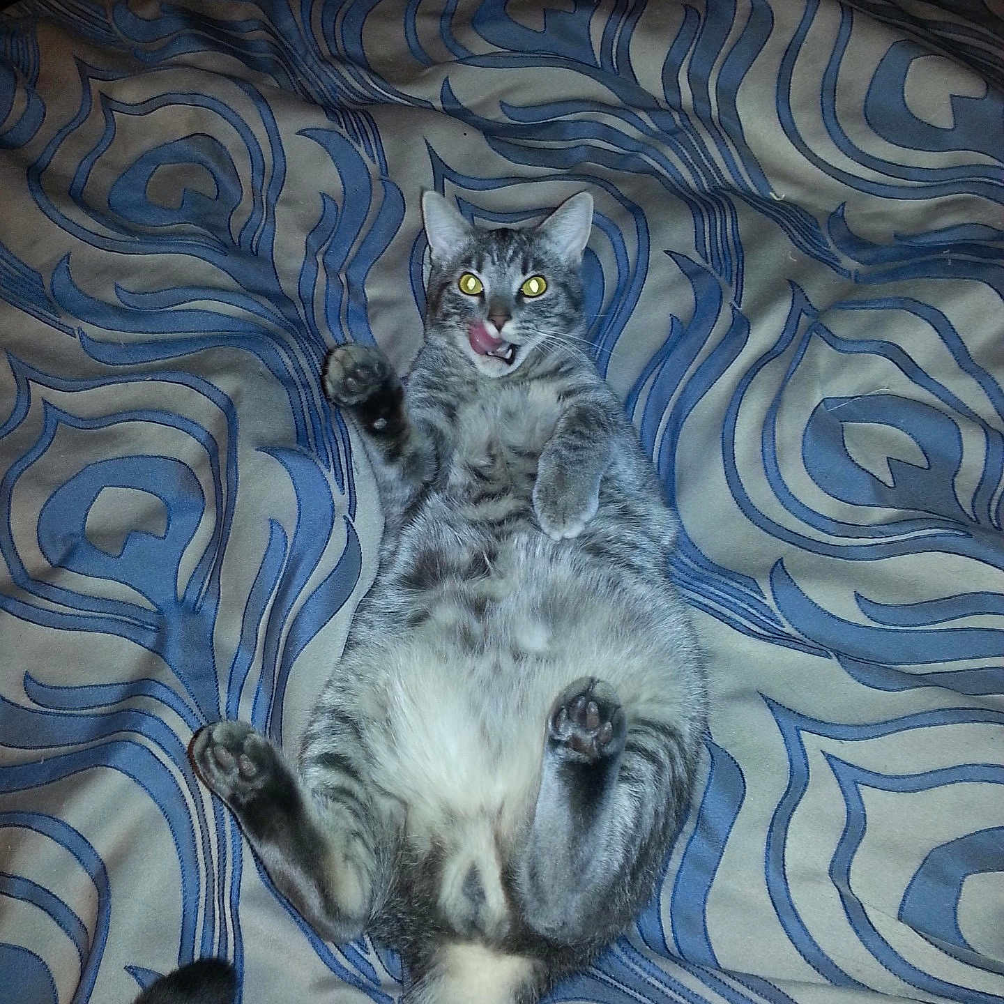 Spaz