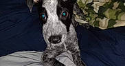 Fatboi is registered to the contest to win money with this photo: dog, puppy, bed, blanket, fur, black_and_white, speckled, animal, cute, pet, indoor, looking_at_camera, lying_down, ears, paws, face, young, cozy, home, resting