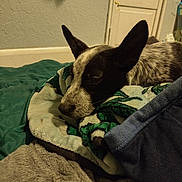 Fatboi is registered to the contest to win money with this photo: dog, resting, blanket, indoor, cozy, ear, sleepy, pile, texture, wall, door, furniture, pet, animal, comfort, fur, side_view, quiet, relaxed, room