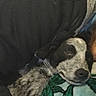 Fatboi is registered to the contest to win money with this photo: dog, sleeping, blanket, cozy, fur, resting, indoor, comfort, pattern, black, white, gray, animal, pet, closeup, relaxing, snuggle, soft, face, cute