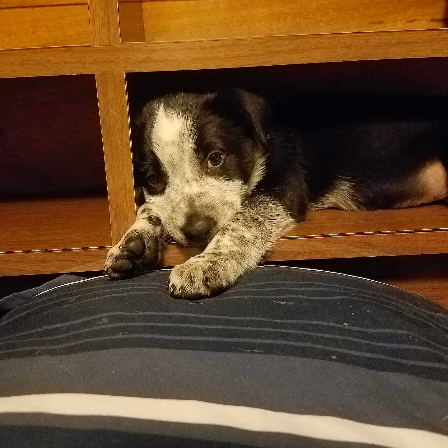 Bandit